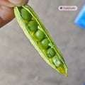 Green Peas – Economy Grade (50kg Bag)